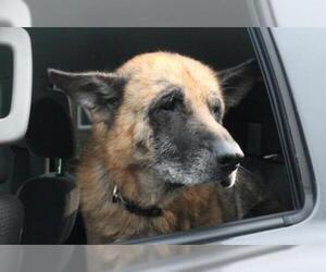 German Shepherd Dog Dogs for adoption in Waterford, VA, USA