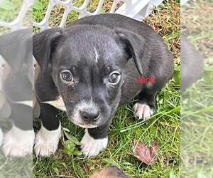 Jack Chi Dogs for adoption in Fredericksburg, VA, USA