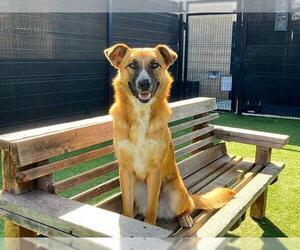 German Shepherd Dog-Unknown Mix Dogs for adoption in Orange, CA, USA
