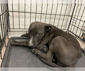 American Pit Bull Terrier Dogs for adoption in San Bernardino, CA, USA