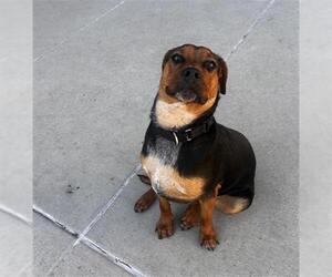 Beagle-German Shepherd Dog Mix Dogs for adoption in Denver, CO, USA