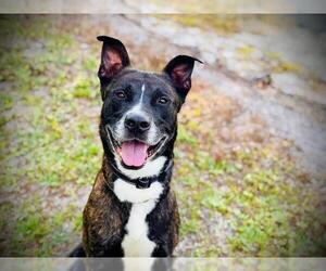 American Pit Bull Terrier-Unknown Mix Dogs for adoption in Orlando, FL, USA