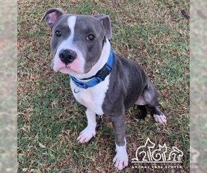 American Pit Bull Terrier Dogs for adoption in Irvine, CA, USA