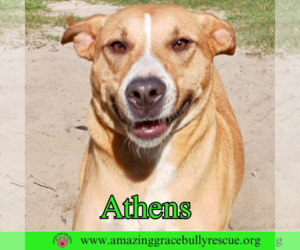 American Staffordshire Terrier-Catahoula Leopard Dog Mix Dogs for adoption in Pensacola, FL, USA