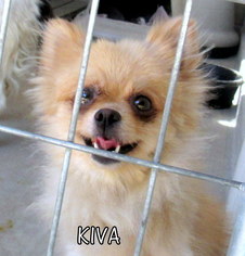 Pomeranian Dogs for adoption in Lindsay, CA, USA