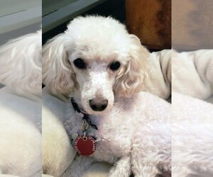 Poodle (Toy) Dogs for adoption in Matawan, NJ, USA