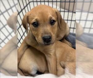 Black and Tan Coonhound-Unknown Mix Dogs for adoption in Conroe, TX, USA