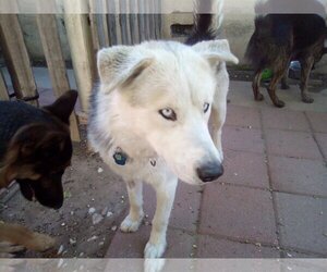 German Shepherd Dog-Huskies  Mix Dogs for adoption in North Hills, CA, USA