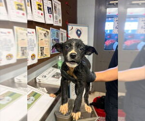 German Shepherd Dog Dogs for adoption in Stockton, CA, USA