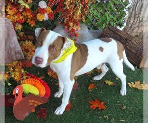 Mutt Dogs for adoption in Oklahoma City, OK, USA