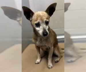 Chihuahua Dogs for adoption in Santa Barbara, CA, USA