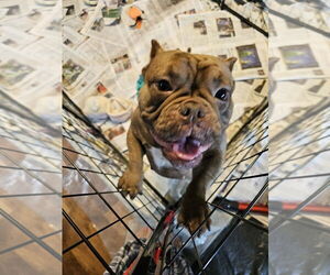 American Pit Bull Terrier Dogs for adoption in Pacifica, CA, USA