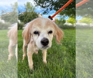 Spaniel-Unknown Mix Dogs for adoption in Salt Lake City, UT, USA