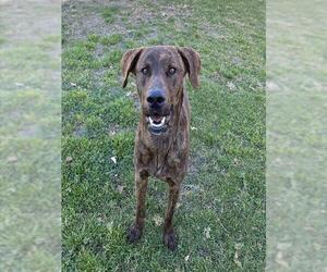 Labrador Retriever Dogs for adoption in Riverside, CA, USA