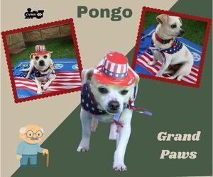 Mutt Dogs for adoption in Lindsay, CA, USA