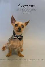Silky Terrier Dogs for adoption in La Porte, IN, USA