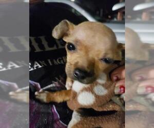 Chihuahua Dogs for adoption in Pembroke, GA, USA