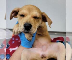 American Pit Bull Terrier-Unknown Mix Dogs for adoption in Oklahoma City, OK, USA