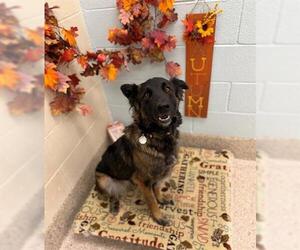 Holland Shepherd-Unknown Mix Dogs for adoption in Brighton, CO, USA
