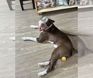 American Pit Bull Terrier-Unknown Mix Dogs for adoption in Foristell, MO, USA