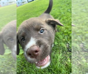 Chow Chow-Siberian Husky Mix Dogs for adoption in Waseca, MN, USA