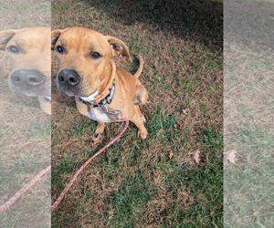 Mutt Dogs for adoption in Rustburg, VA, USA