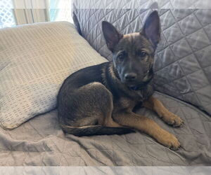 German Shepherd Dog-Unknown Mix Dogs for adoption in La Grange , NC, USA