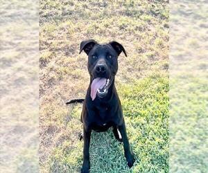 Labrador Retriever-Unknown Mix Dogs for adoption in Riverside, CA, USA