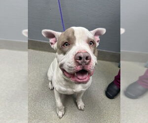 American Pit Bull Terrier-Unknown Mix Dogs for adoption in Las Vegas, NV, USA
