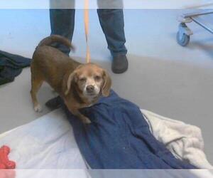 Beagle Dogs for adoption in Fayetteville, NC, USA