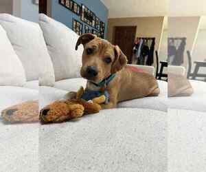 Mutt Dogs for adoption in Fenton, MO, USA