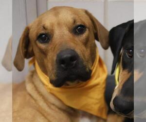 Mutt Dogs for adoption in San Antonio, TX, USA