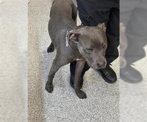 Mutt Dogs for adoption in Houston, TX, USA