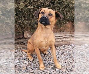 Boxer-Golden Retriever Mix Dogs for adoption in Albuquerque, NM, USA