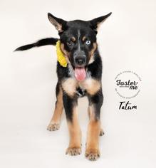 Ausky Dogs for adoption in Houston, TX, USA