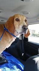 Medium Photo #1 Redbone Coonhound-Unknown Mix Puppy For Sale in Sanderson, FL, USA