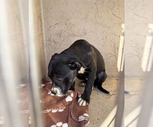 Mutt Dogs for adoption in Oklahoma City, OK, USA