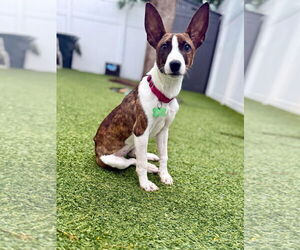 Mutt Dogs for adoption in Pompano Beach , FL, USA