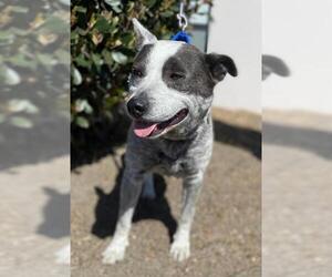 Mutt Dogs for adoption in Oceanside, CA, USA
