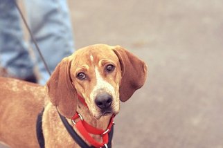 Redbone Coonhound Dogs for adoption in Batavia, NY, USA
