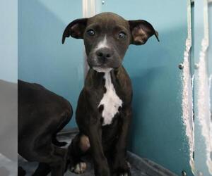 American Staffordshire Terrier Dogs for adoption in San Antonio, TX, USA