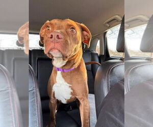 American Pit Bull Terrier-Unknown Mix Dogs for adoption in Oak Bluffs, MA, USA