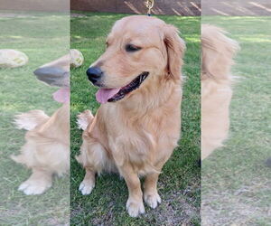 Golden Retriever Dogs for adoption in Glendale , AZ, USA