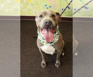 American Pit Bull Terrier-Unknown Mix Dogs for adoption in Waynesboro, PA, USA