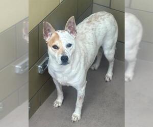 Mutt Dogs for adoption in Riverside, CA, USA