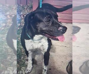 Daniff Dogs for adoption in San Antonio, TX, USA