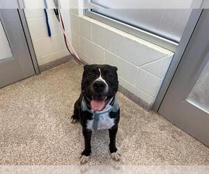 Black Mouth Cur-Pointer Mix Dogs for adoption in Pueblo, CO, USA