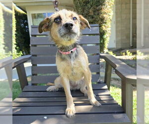 German Shepherd Dog-Unknown Mix Dogs for adoption in Long Beach, CA, USA