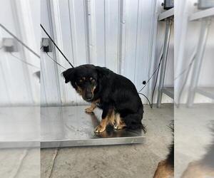 Australian Shepherd Dogs for adoption in Bakersfield, CA, USA