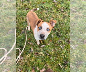 Mutt Dogs for adoption in Springdale, PA, USA